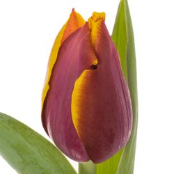 Tulpe lila/gelb Lifestyle 32 Gramm