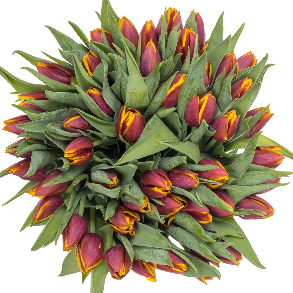 Tulpe lila/gelb Lifestyle 32 Gramm