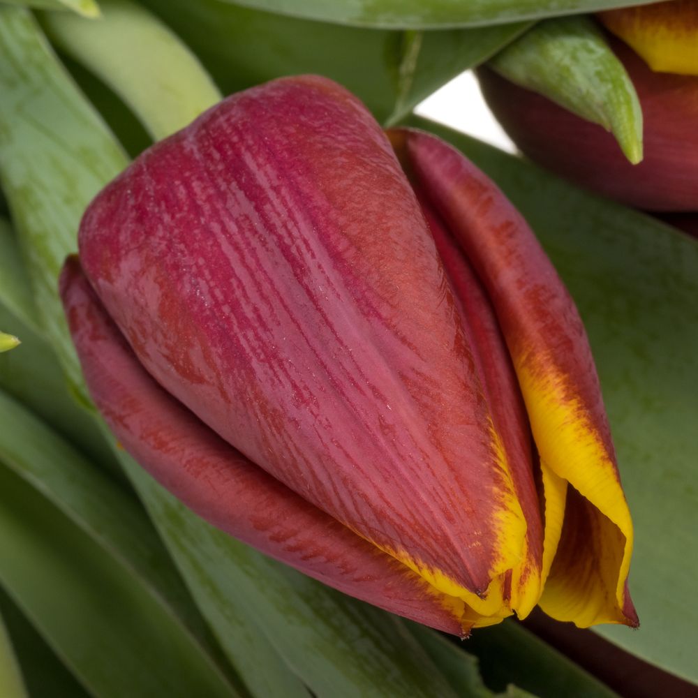 Tulpe lila/gelb Lifestyle 32 Gramm