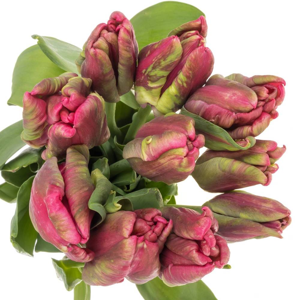 Franz.pink/grün Parrot Wave 65 Gramm 65cm