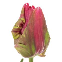 Franz.pink/grün Parrot Wave 65 Gramm 65cm