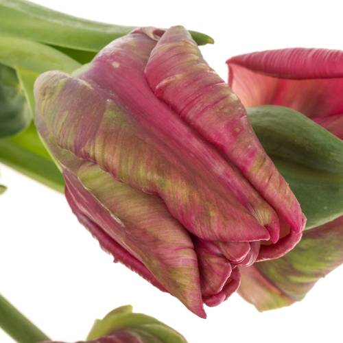 Franz.pink/grün Parrot Wave 65 Gramm 65cm