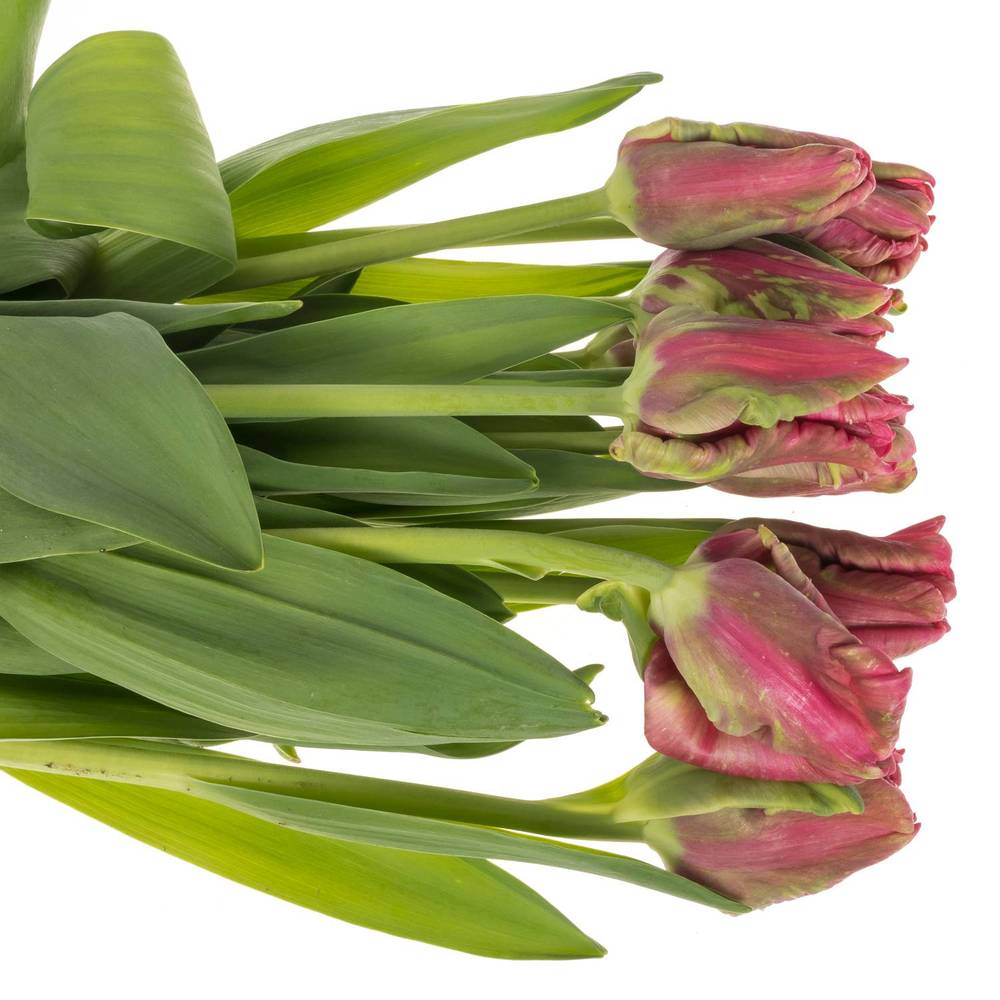 Franz.pink/grün Parrot Wave 65 Gramm 65cm