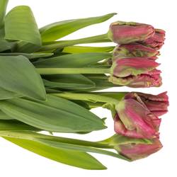 Franz.pink/grün Parrot Wave 65 Gramm 65cm