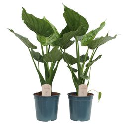 Alocasia Cucullata T17 H50