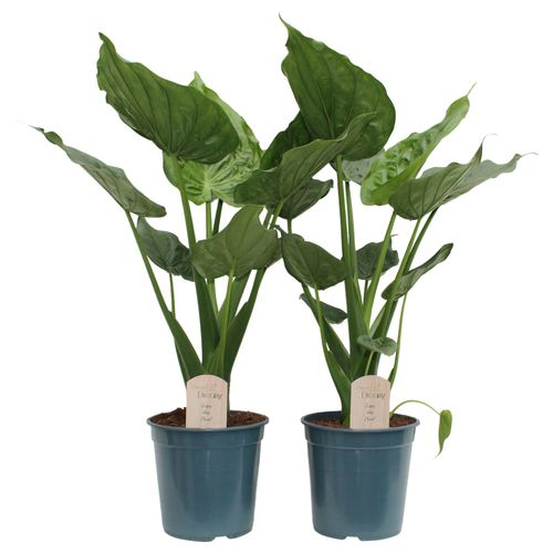 Alocasia Cucullata T17 H50