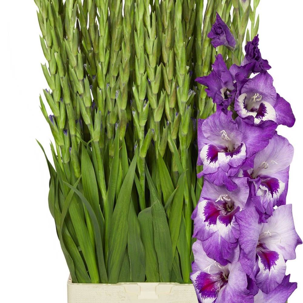 Gladiole Lila-weiss Vista100cm