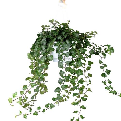 Efeu Ampel Wonder T17 H080