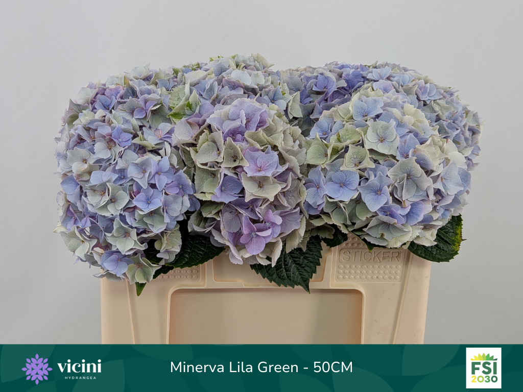 Hortensie milka/hell grau Minerva cl Bol 18cm 50cm