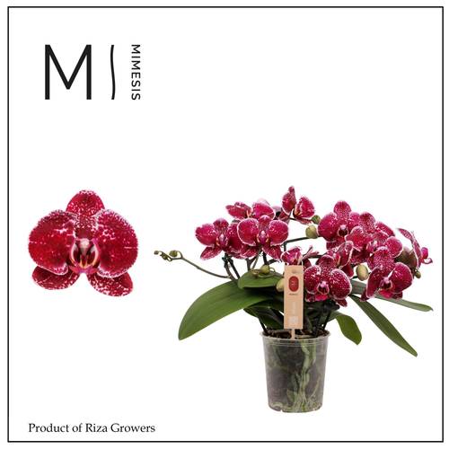 Phal.3-R dunkel rot Mimesis Muse T12 H035