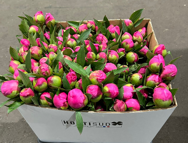 Pfingstrose dunkel rosa dunkel Washington 50cm
