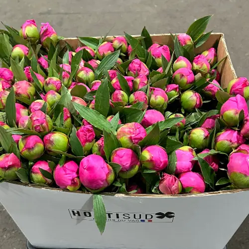 Pfingstrose dunkel rosa dunkel Washington 50cm