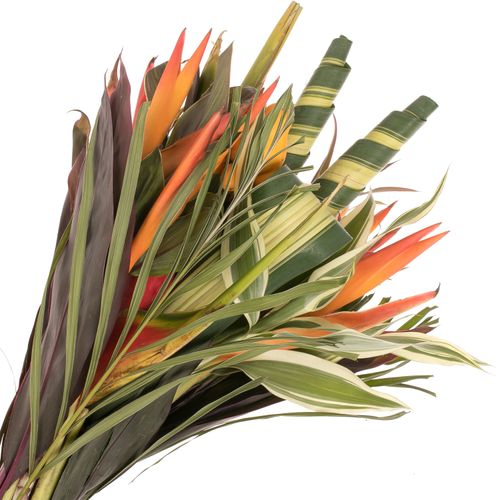 Heliconia Strauß Bamba 50cm