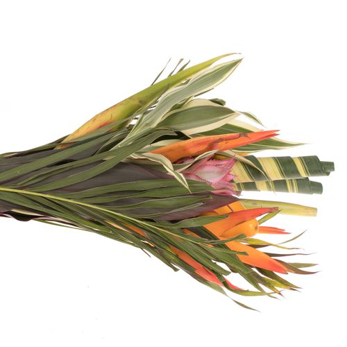 Heliconia Strauß Bamba 50cm