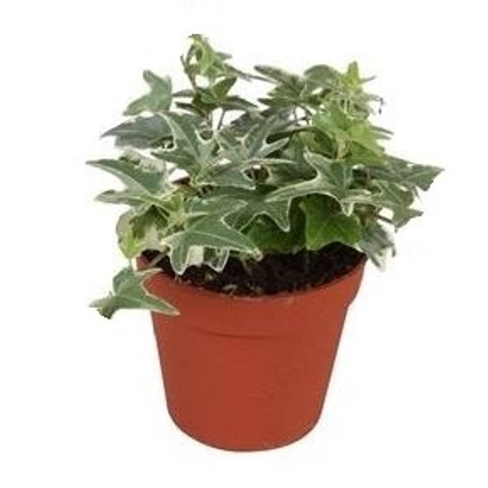 Efeu Mona Lisa T09 H15