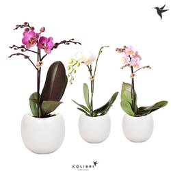 Phal.1-R mix Midi im Boltopf T09 H35