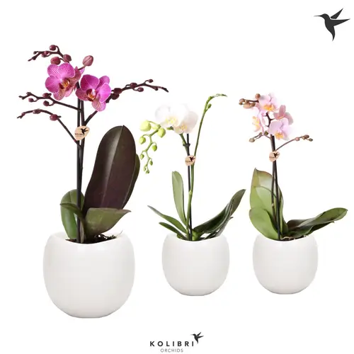 Phal.1-R mix Midi im Boltopf T09 H35