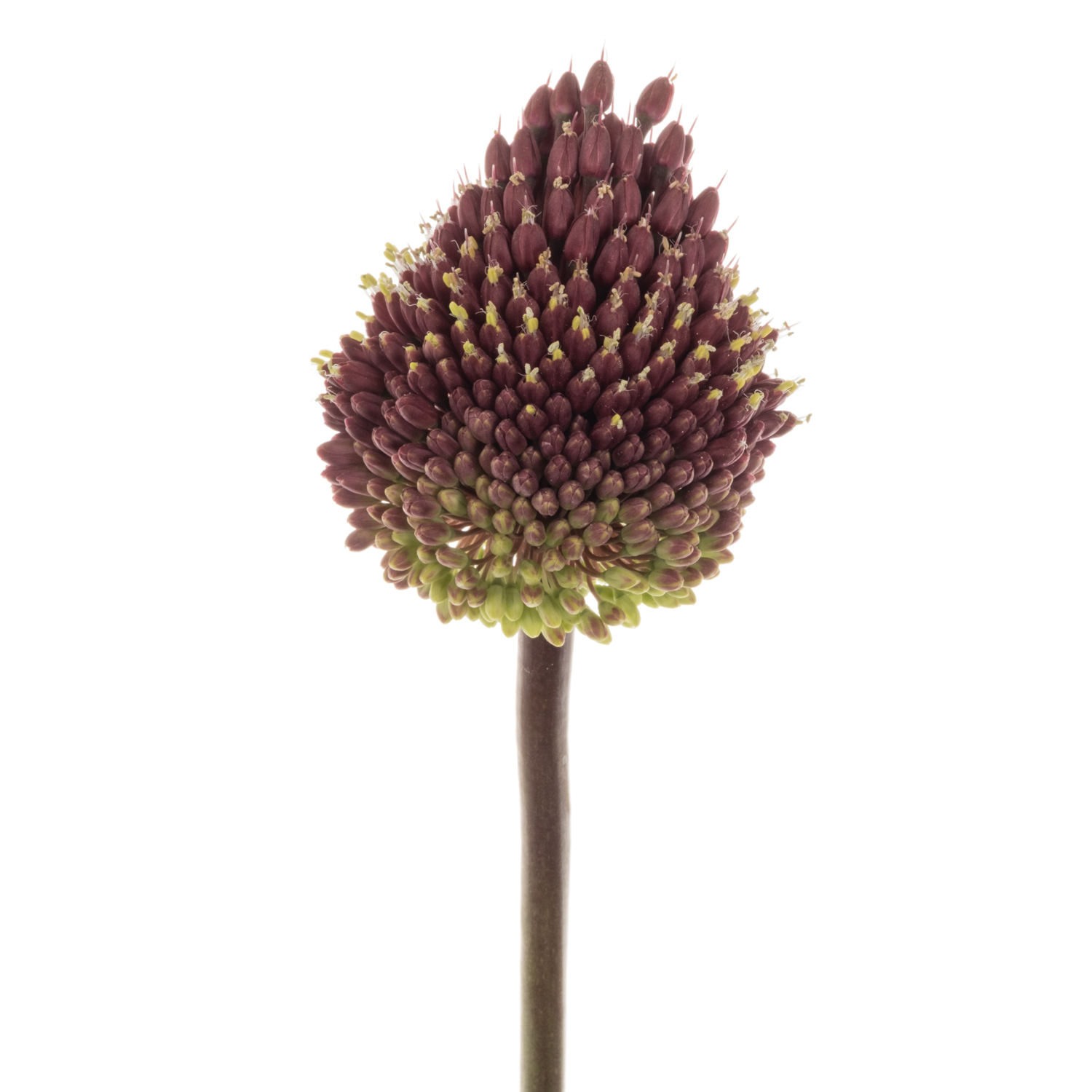 Allium rot Mohican 90cm