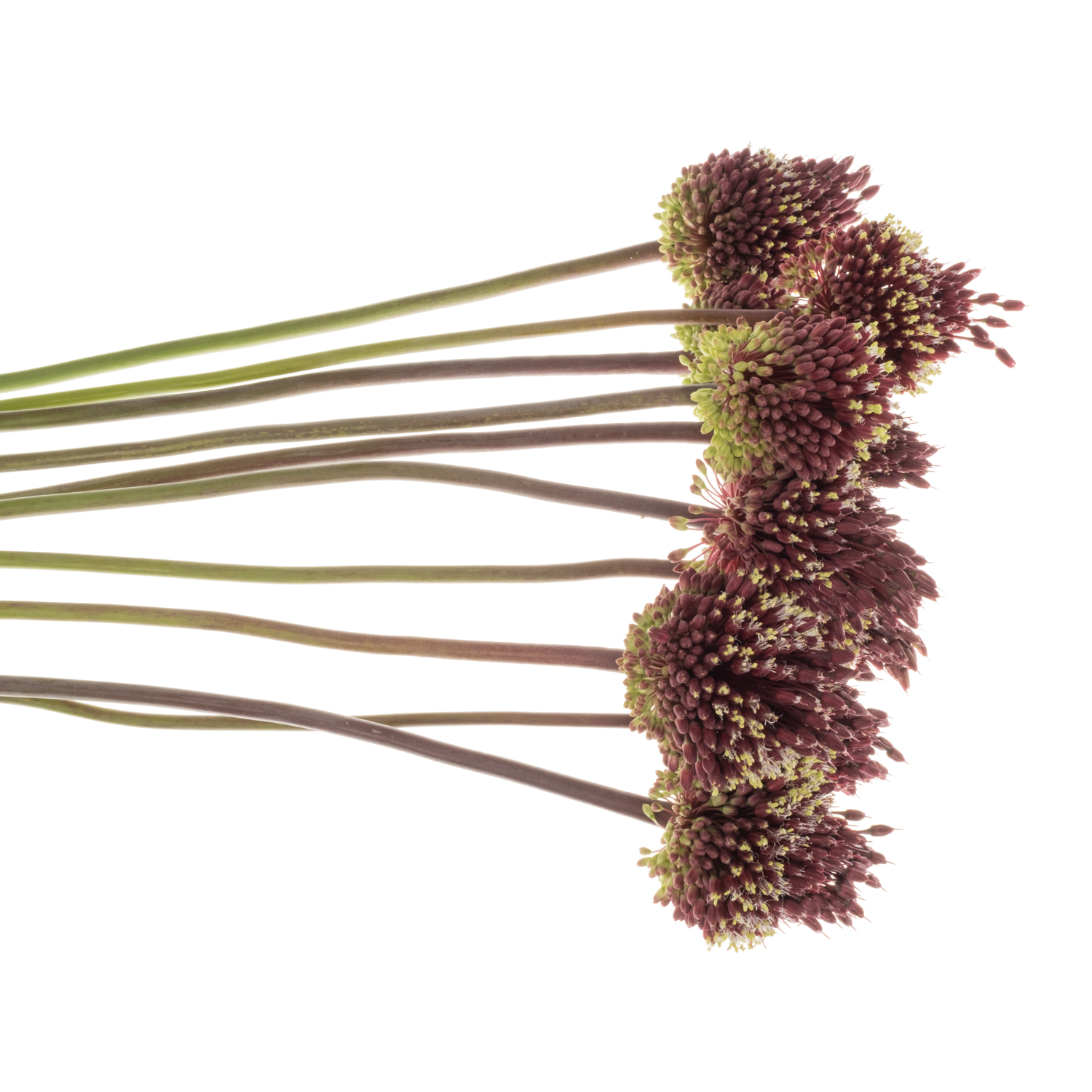 Allium rot Mohican 90cm