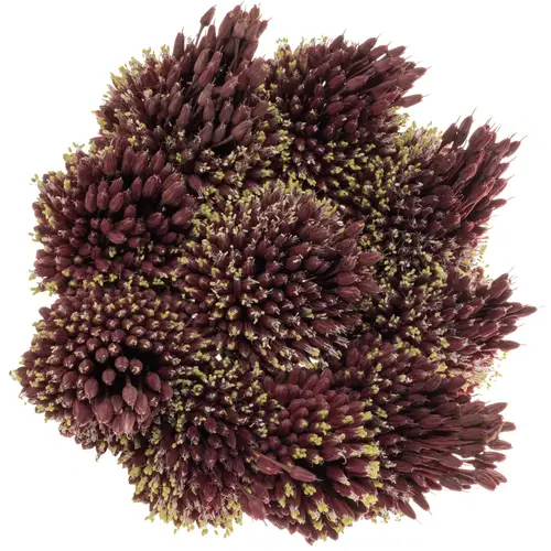 Allium rot Mohican 90cm