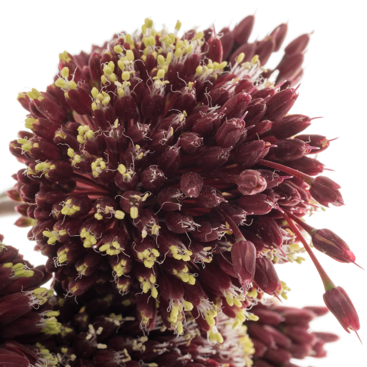 Allium rot Mohican 90cm