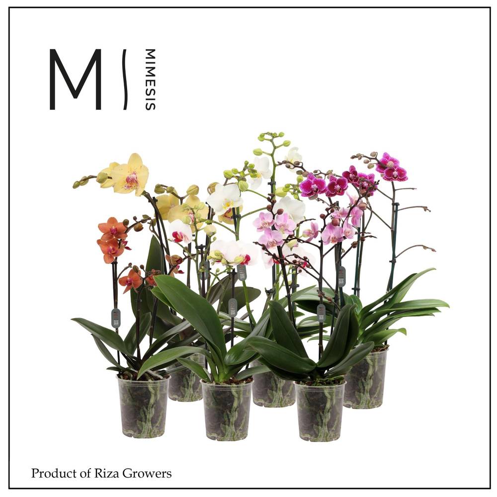 Phal.3-R mix Multi Mimesis T12 H050