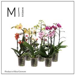 Phal.3-R mix Multi Mimesis T12 H050