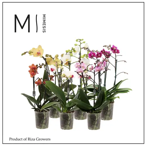 Phal.3-R mix Multi Mimesis T12 H050