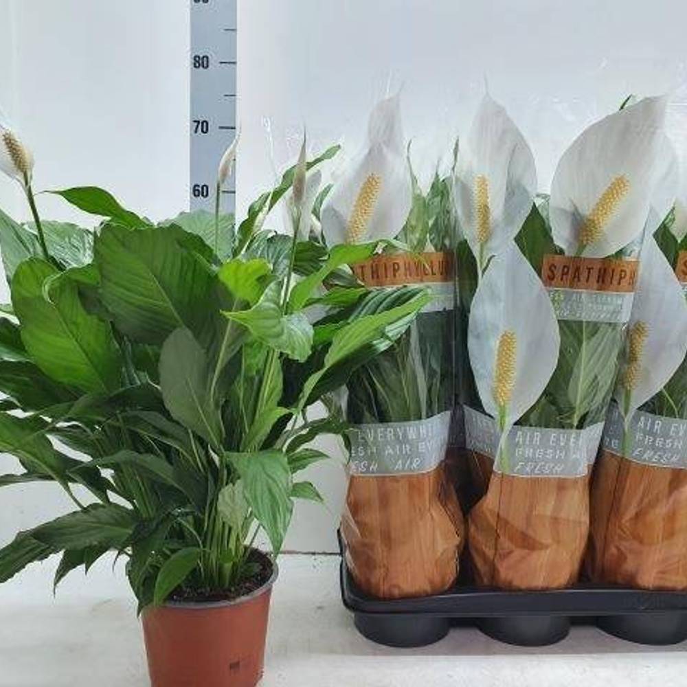 Spathiphyllum Sweet Chic Schnapch. Von Uhr T17 H060
