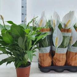 Spathiphyllum Sweet Chic Schnapch. Von Uhr T17 H060