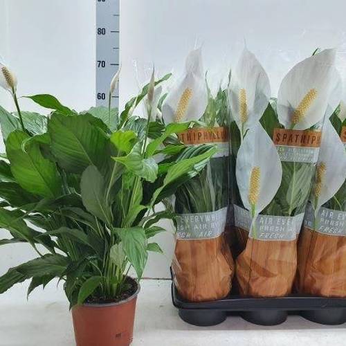 Spathiphyllum Sweet Chic Schnapch. Von Uhr T17 H060