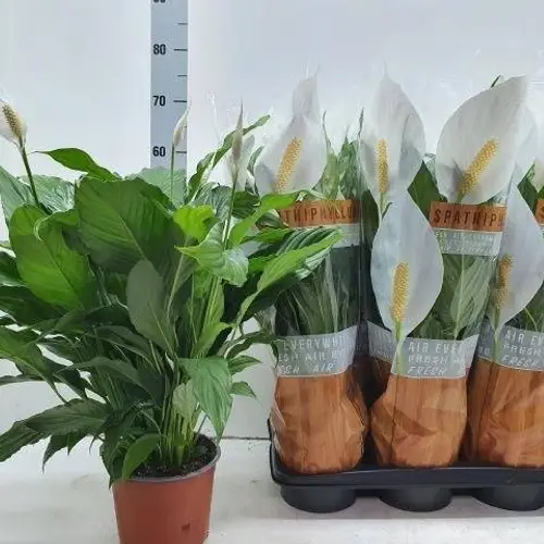 Spathiphyllum Sweet Chic Schnapch. Von Uhr T17 H060