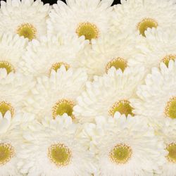 Gerbera weiss Fahrenheit