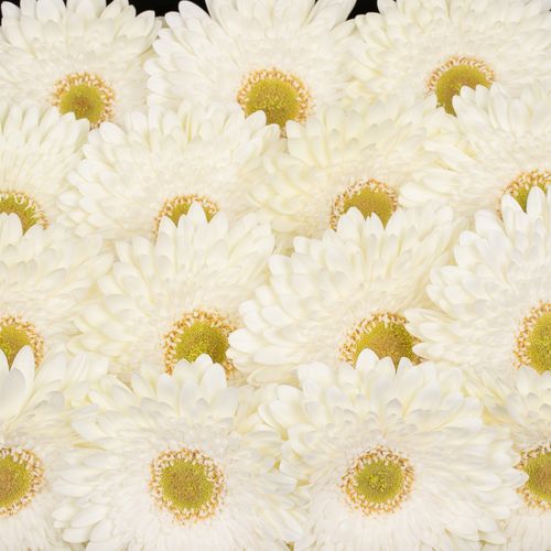 Gerbera weiss Fahrenheit