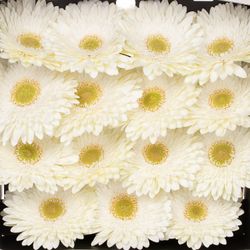 Gerbera weiss Fahrenheit