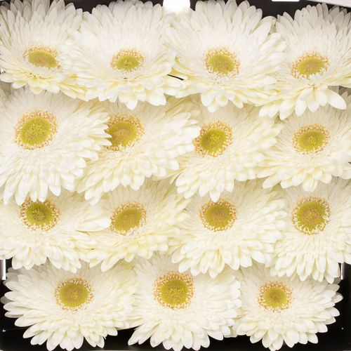 Gerbera weiss Fahrenheit