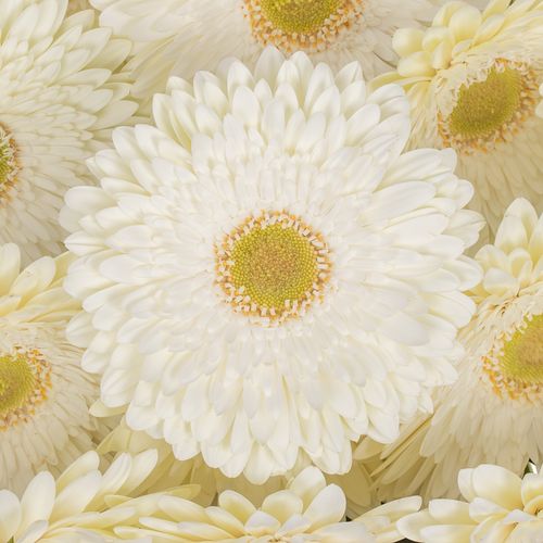 Gerbera weiss Fahrenheit