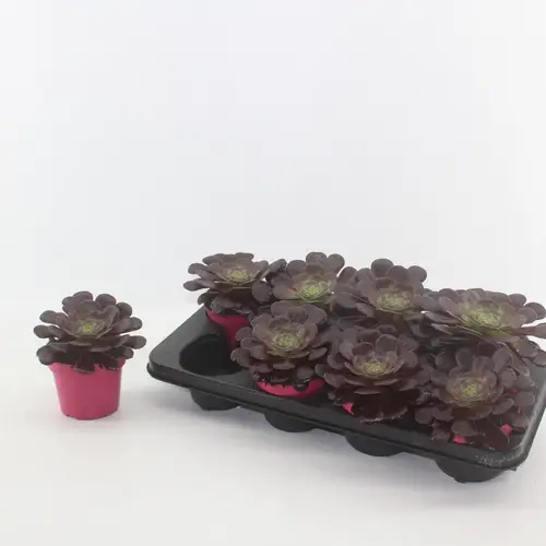 Aeonium Arboreum rot T12 H015
