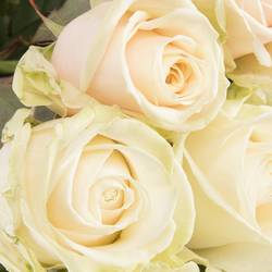 Rose creme Dorchester 70cm