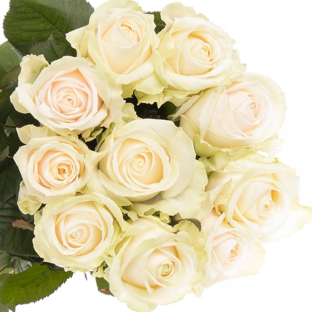 Rose creme Dorchester 70cm