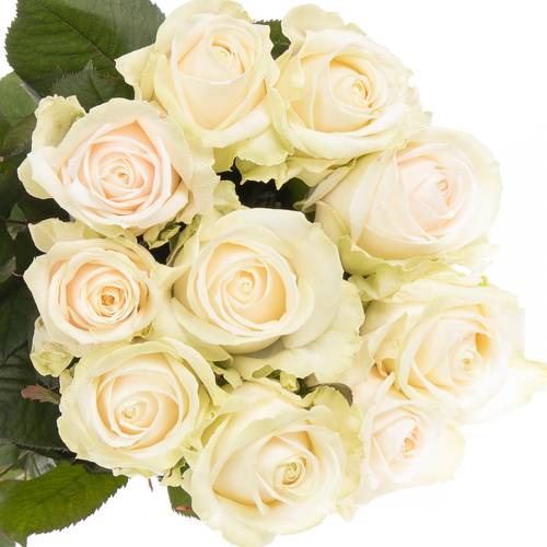 Rose creme Dorchester 70cm