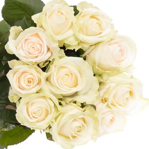 Rose creme Dorchester 70cm