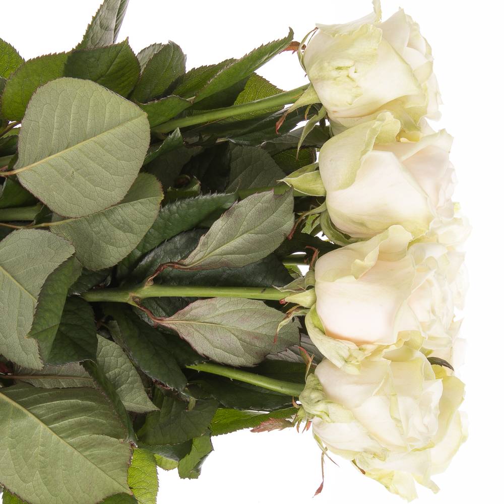 Rose creme Dorchester 70cm