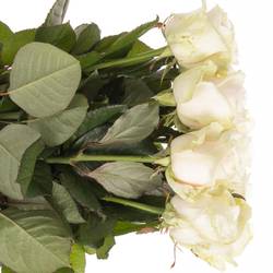 Rose creme Dorchester 70cm