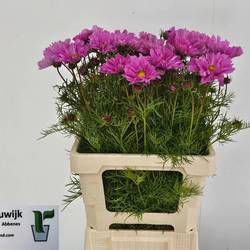 Cosmos Fuchsia 70cm