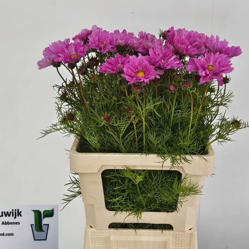 Cosmos Fuchsia 70cm