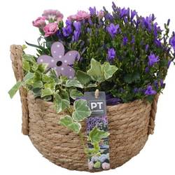 Garten.Arr PTPP6975 T20 H026