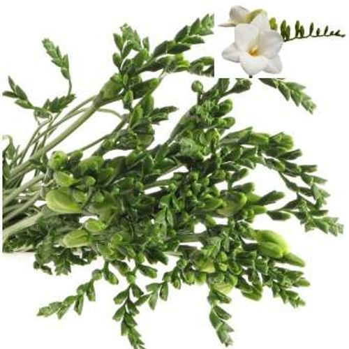 Freesie weiss Ambiance 24 Gramm