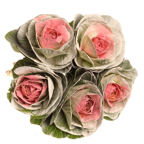 Zierkohl weiss/rosa gefäbrt 60cm