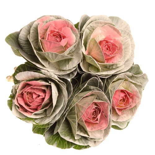 Zierkohl weiss/rosa gefäbrt 60cm